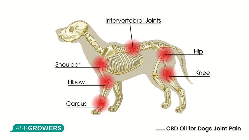 CBD oil for dogs with hip and joint pain